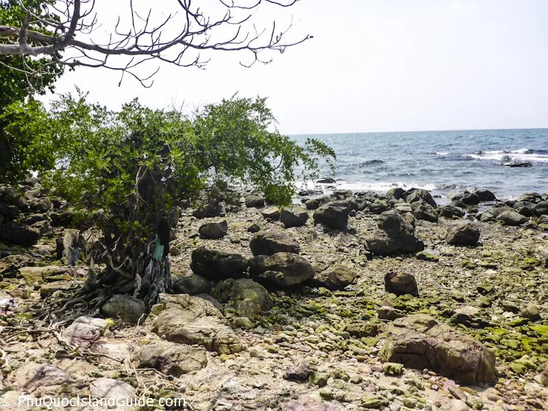 A rocky beach with green trees and the ocean under a bright sky. Some debris is visible near the base of a tree.