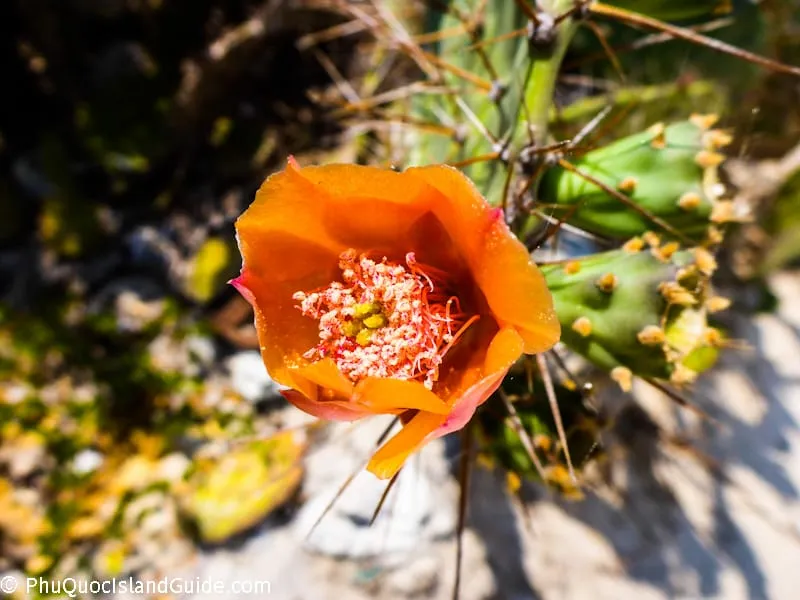 diep son island flower