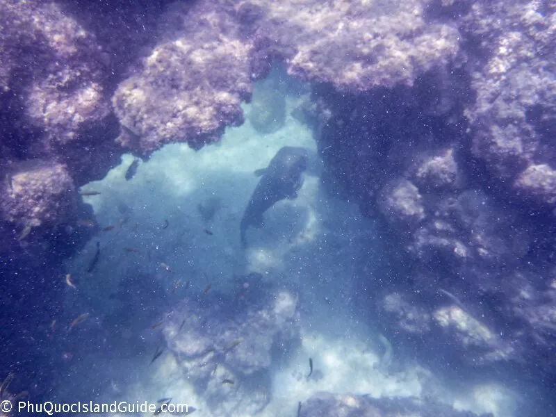 An underwater photo shows a large dark fish and many smaller fish swimming through a rocky arch or cave, with murky water and visible particles.