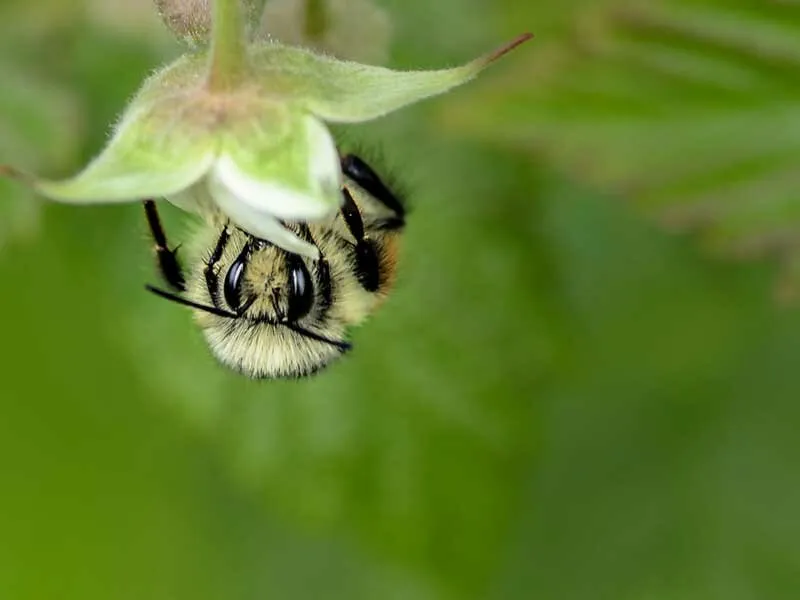 A close-up macro shot of a fuzzy bee upside down, feeding on a small white flower with a soft green background.
