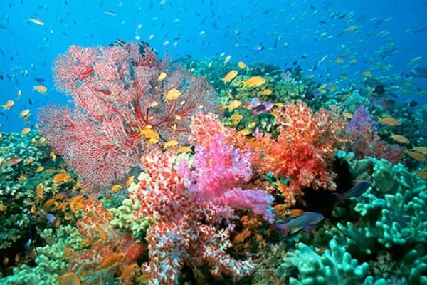 coral reefs of phu quoc
