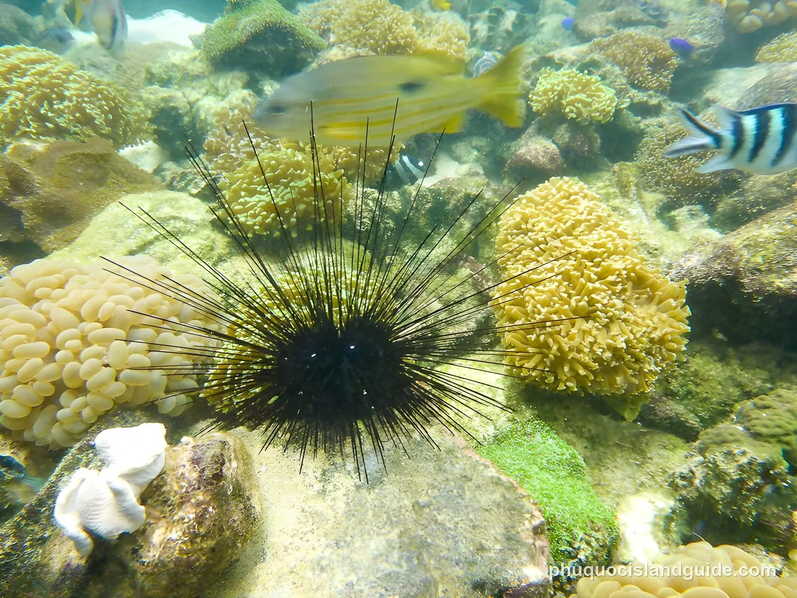 Black sea urchin among corals and tropical fish