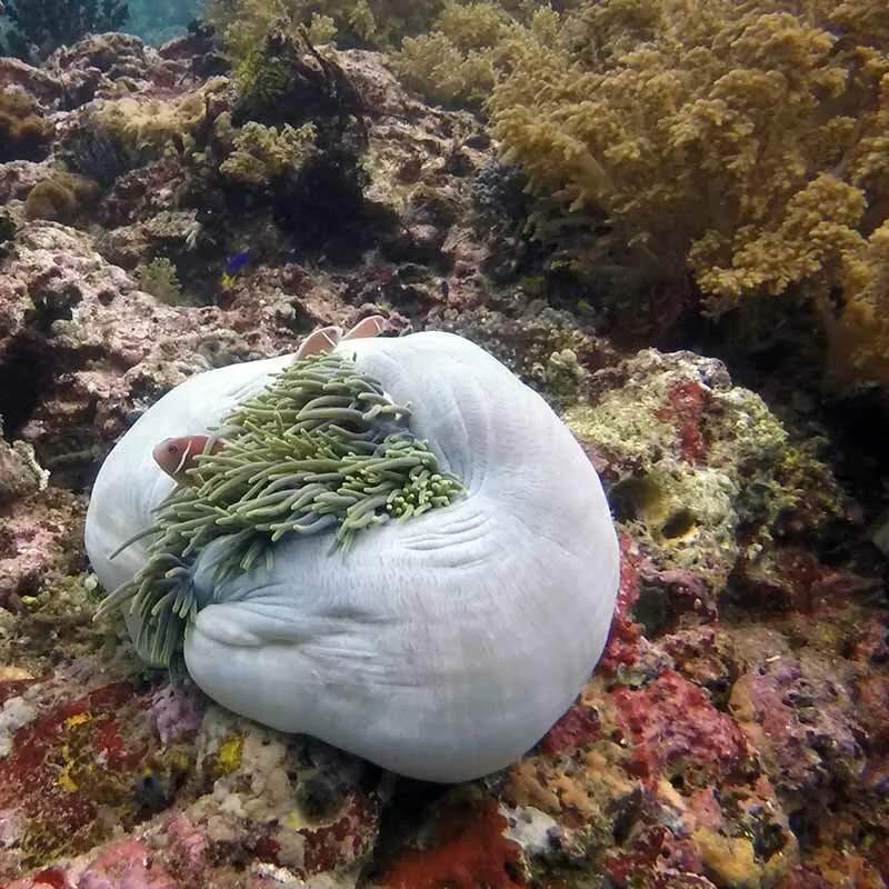 Two clownfish nestled in a large white sea anemone on a vibrant coral reef underwater.
