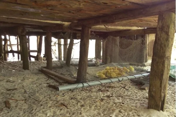 A group of yellow ducklings in a net enclosure under a wooden stilt structure by the water, with adult ducks and fishing nets visible in the background.