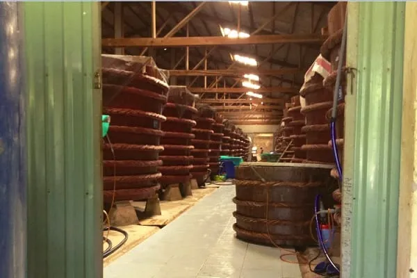 Rows of tall wooden fish sauce barrels in a factory