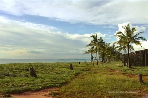 A tropical coastal landscape featuring a wide grassy field, a row of palm trees, and the sea under a cloudy sky. Tree stumps are visible in the foreground.