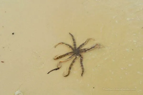 A banded starfish resting in shallow water on the pale sand of Sao Beach