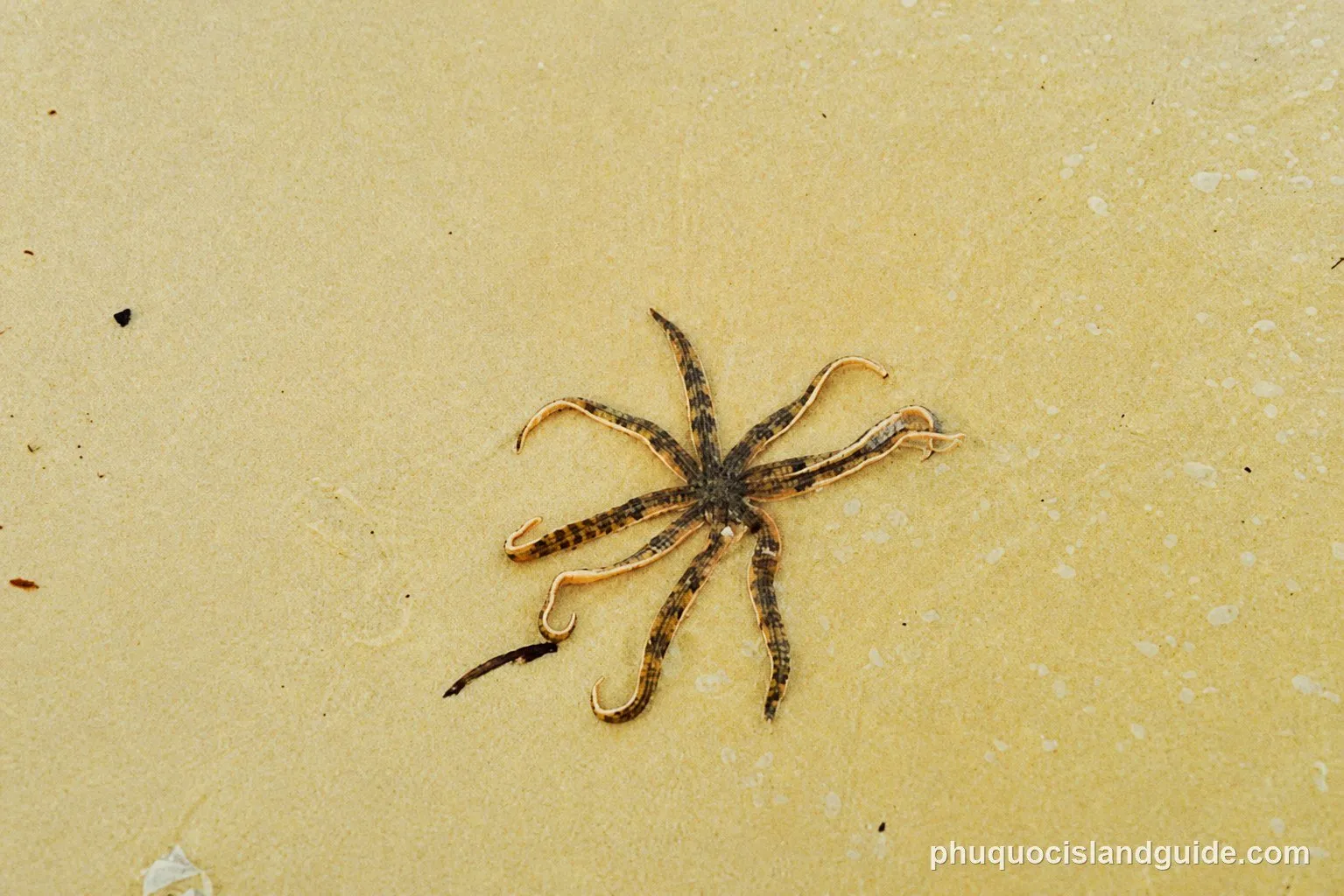 A banded starfish resting in shallow water on the pale sand of Sao Beach