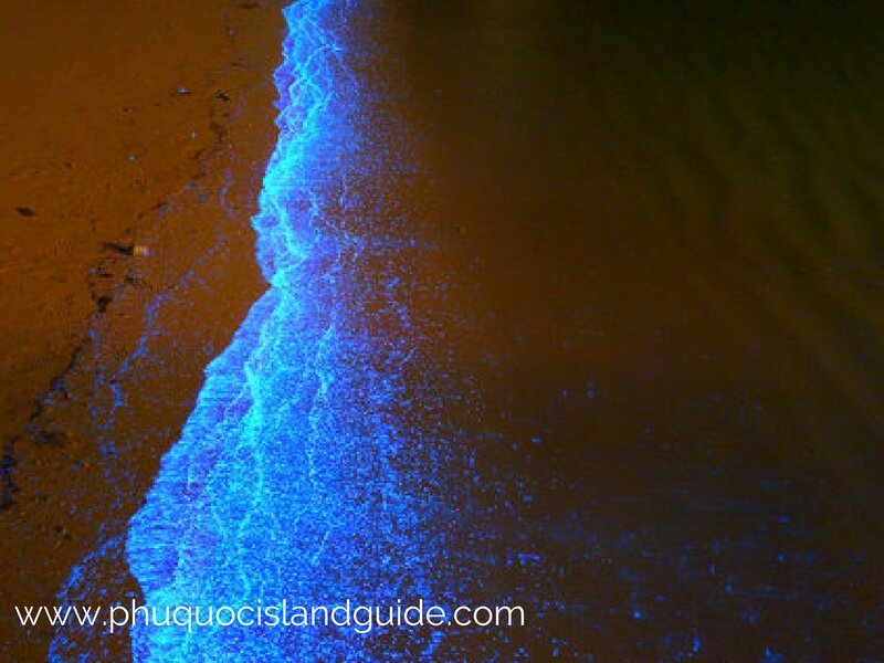 Bioluminescent Plankton phu quoc