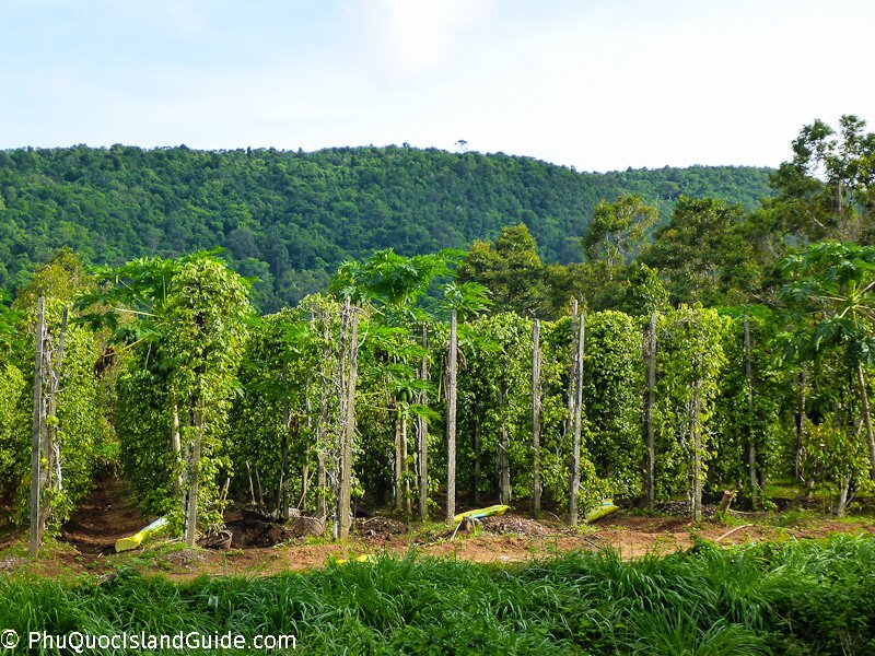 Phu Quoc Pepper Farm