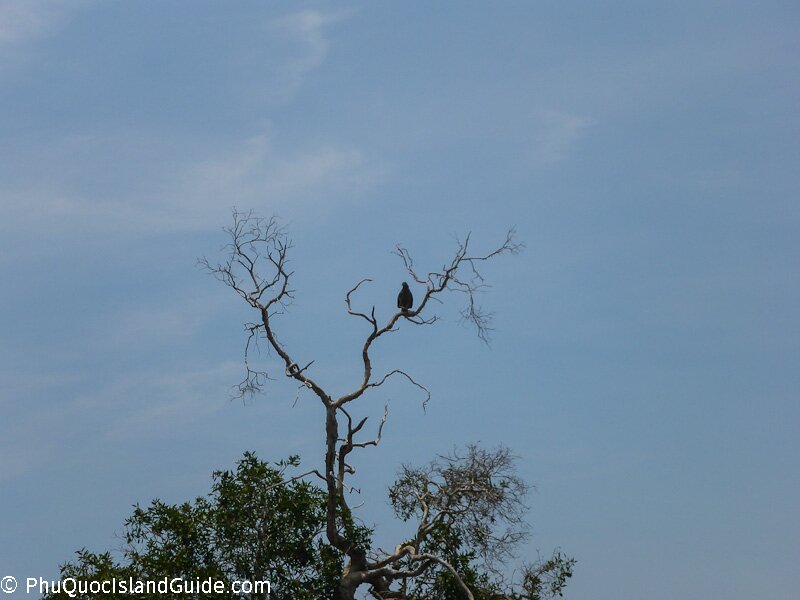 phu quoc eagle