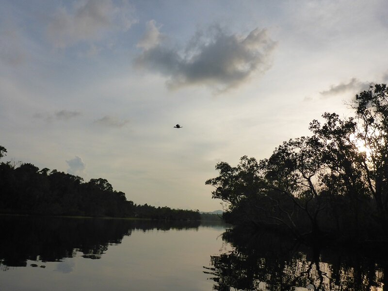 vung bau beach hornbill