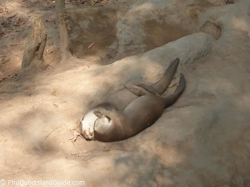 An otter lies on its back on sandy ground, with its belly exposed to the sun. Tree roots and shadows are visible in the background.