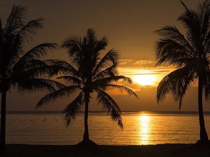 Sunset behind coconut palms on Long Beach, Phu Quoc