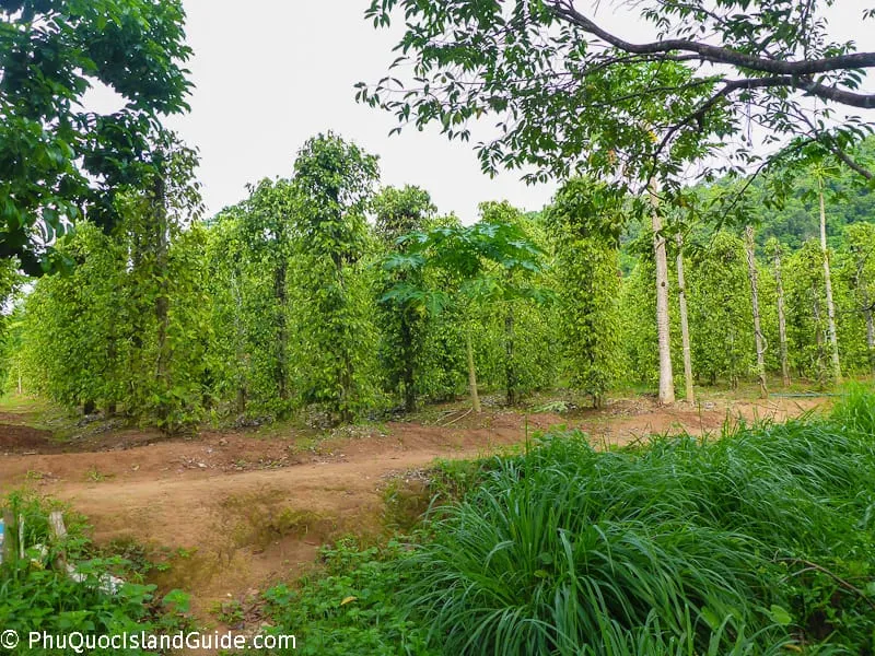 phu quoc island pepper farm