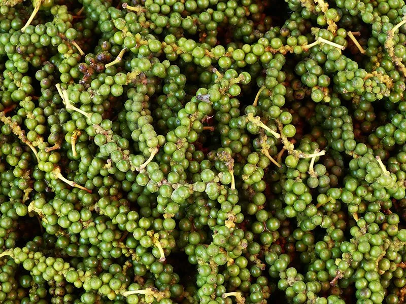 A close-up shot of many fresh green peppercorns still on their vines, showing their vibrant color and texture.