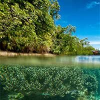 Phu Quoc Coral Garden