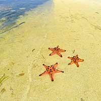 Starfish beach in Phu Quoc