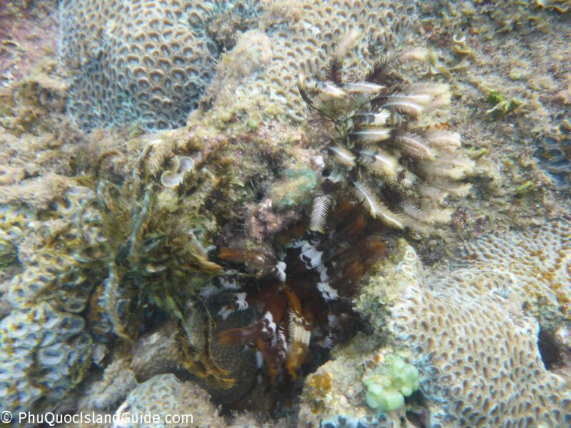 off shore snorkeling in nha trang