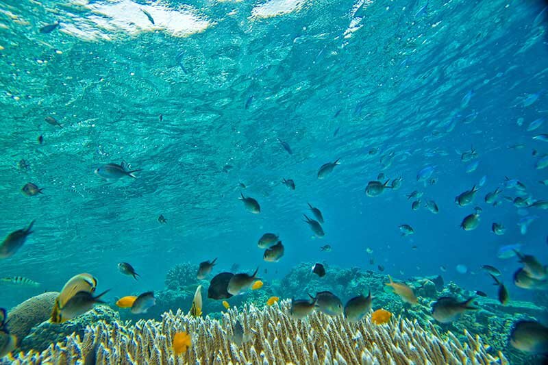 ganh dau coral gardens