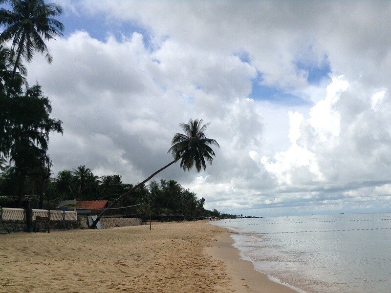 long beach phu quoc palm tree