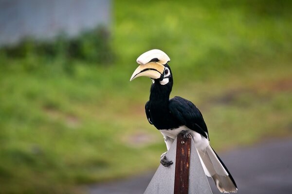 oriental pied hornbill phu quoc