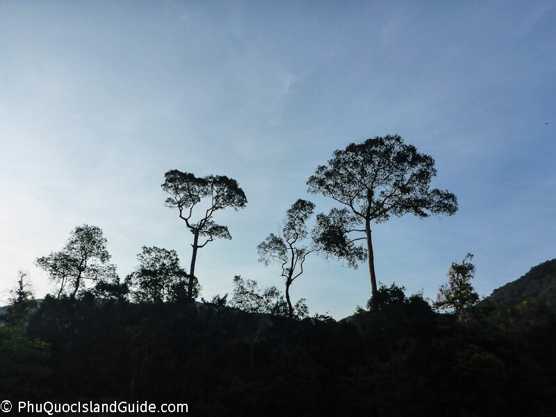 Primary Dipterocarp Forests