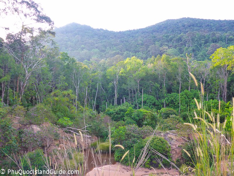 open dipterocarp forest phu quoc national park