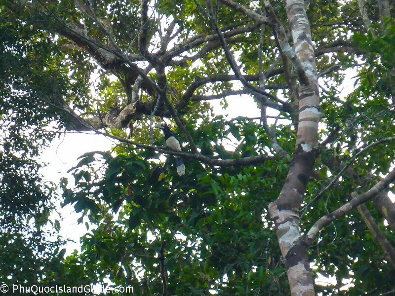 hornbill phu quoc national park