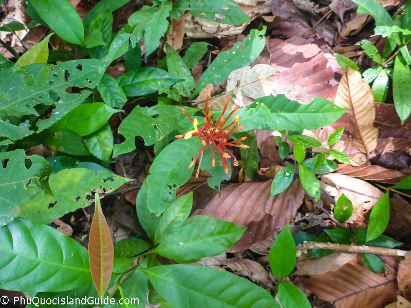 phu quoc flowers