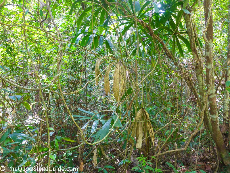 phu quoc jungle trees