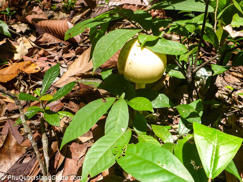 phu quoc mushroom