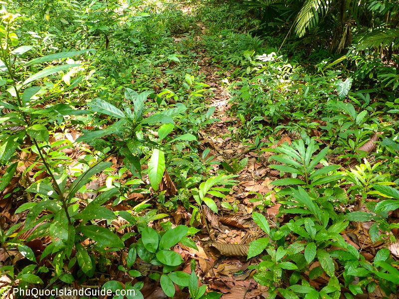 phu quoc national park trail