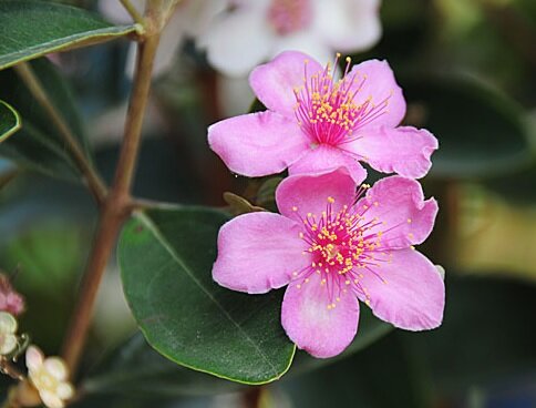 Phu Quoc Rose Myrtle Flower