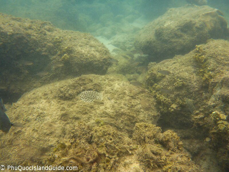 phu quoc island snorkeling