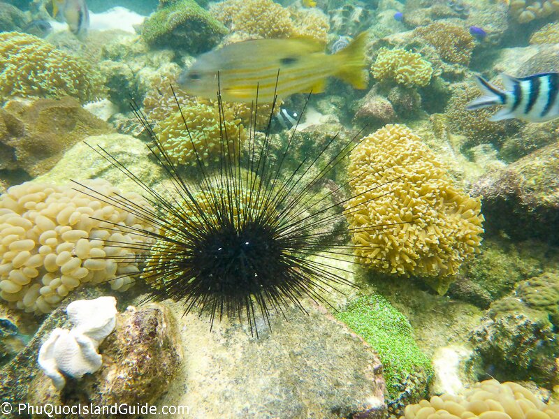 snorkeling on phu quoc island