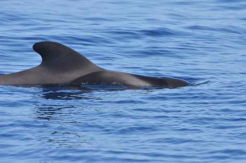 Phu Quoc whale dolphin watching