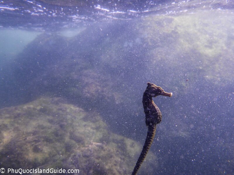 sea horse phu quoc