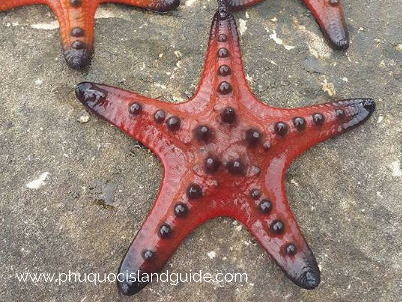 strafish beach on phu quoc