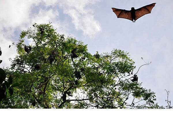 flying foxes Phu Quoc