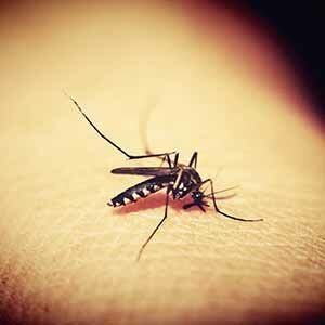 Zika Virus Phu Quoc
